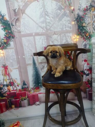 ev it: Pekines, 6 ay, Dişi, Ünvandan götürmə