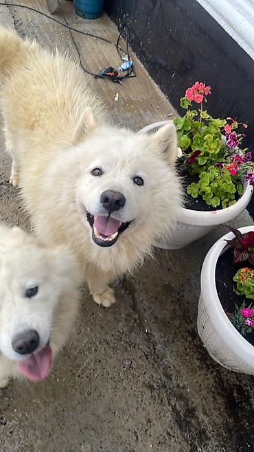 İtlər: Samoyed — 7