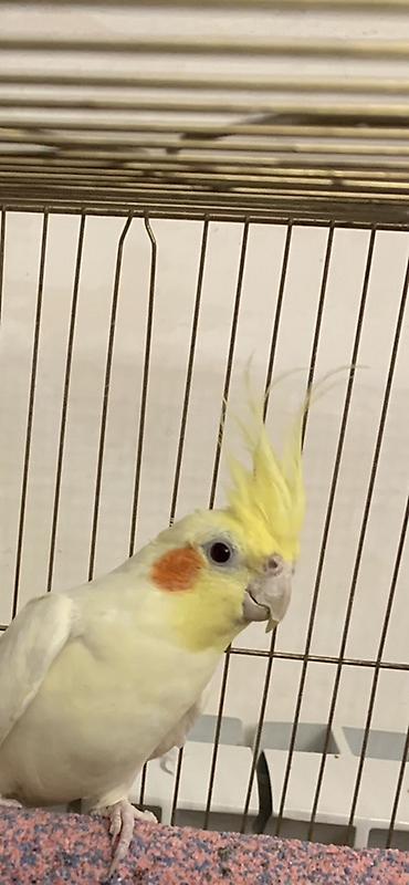 Tutuquşları: Lutilla Korella 7 ayliqdi, tam saglamdi.Erkeydi.Oz quwumun — 1