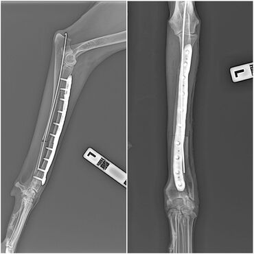 Услуги ветеринара: Ветеринарная клиника 🐱🐶🐏 Лечение домашних животных 🩹🩺 - Хирургическое — 5
