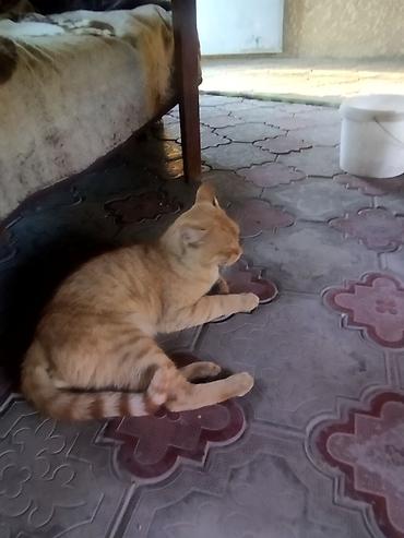 кошка майкун: 1 год, Мальчик — 1
