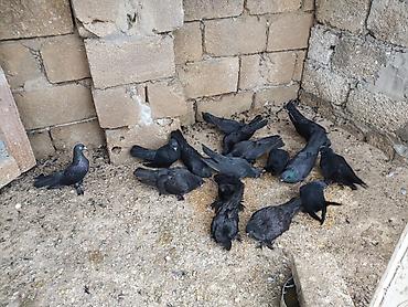ereb ati satilir: Qaralar satılıq hoptum 100manat 14denedi 1nesildi — 4
