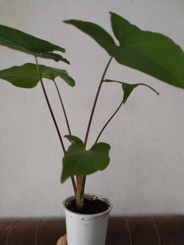фикус с белыми листьями: Продаю сингониумы: фото 1-3 - 200 с., 4 - 300 с. Срезы по 50 с. А