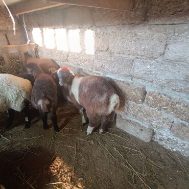 Quzu: Salam hervaxdız xeyir saxlamlıq quzularm cxdı satqa isdiyen elaqe — 21