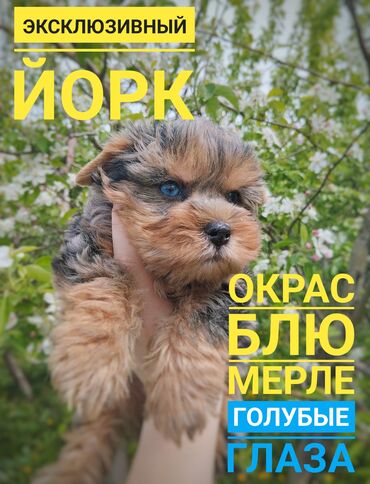 собака шпиц: Йоркшир терьер, 2 айлык, Эркек, Эмделген, Ит тегин тастыктоочу документ