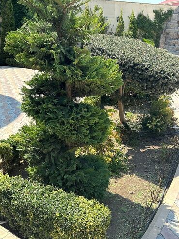 Bağbanlar: Bağban, 35 yaş, Təcrübəli — 7