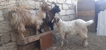Digər kənd təsərrüfatı heyvanları: Erkək, il: 5, Damazlıq, Südlük, Ətlik, Ünvandan götürmə