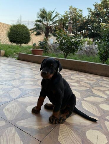 pulsuz itler verilir: Doberman, 2 ay, Erkek, Peyvəndli, Ünvandan götürmə, Ödənişli çatdırılma
