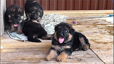 m horse: Щенки немецкой овчарки - Порода: классическая немецкая овчарка — 1