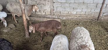 Баран, овца: Продаю | Овца (самка), Ягненок, Баран (самец) — 14
