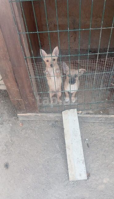 шотландские котята в баку: 6 месяцев, Самец, С прививками, Платная доставка