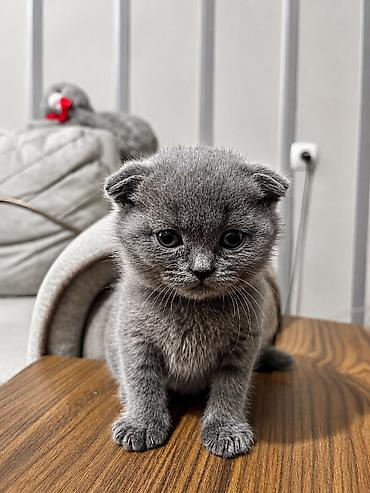 scottish fold qiyməti: Şotland, Dişi, Erkək — 1