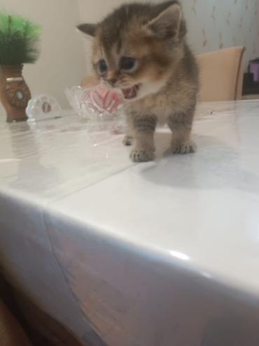 Pişiklər: Britan — 10