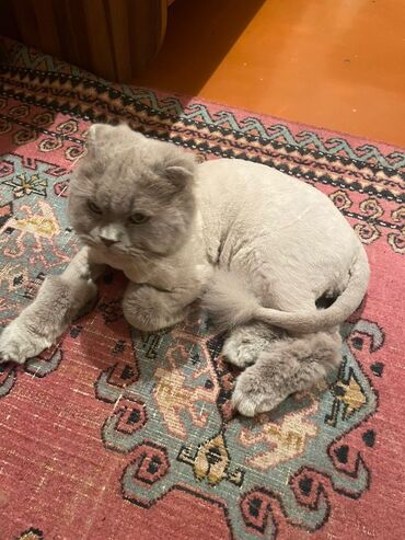 scottish fold qiymeti: Şotland yastı qulaq