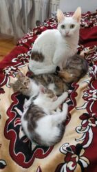 Pişiklər: Türk anqora, Dişi, Yaxşı əllərə, Ünvandan götürmə -da lalafo.az — 19 Pişiklər: Türk anqora, Dişi, Yaxşı əllərə, Ünvandan götürmə — 19