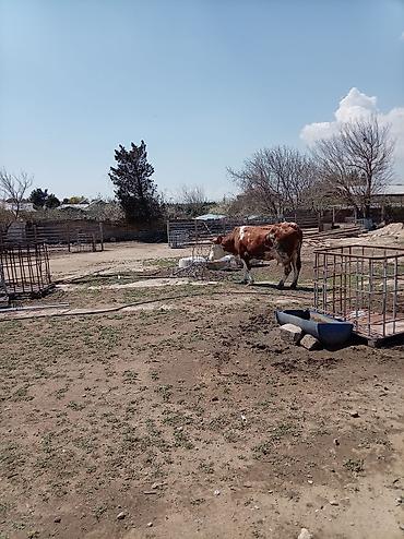 Inəklər, öküzlər: Südlük inək – 4 baş - Cins: qarışıq südlük (qara-ağ və ağ-qəhvəyi — 5