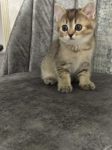 Pişiklər: Britan — 7