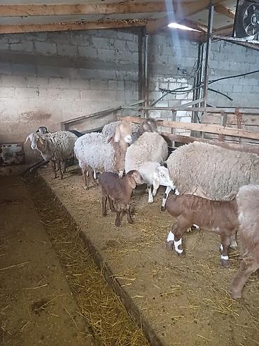 Баран, овца: Продаю | Овца (самка) | Арашан | Для разведения at lalafo.kg — 3 Баран, овца: Продаю | Овца (самка) | Арашан | Для разведения — 3