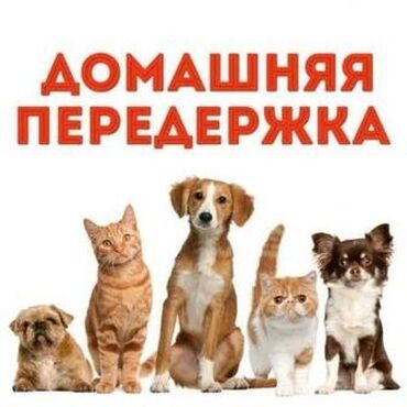 передержка собак баку: Пекинес, 1 год, Самка, С прививками