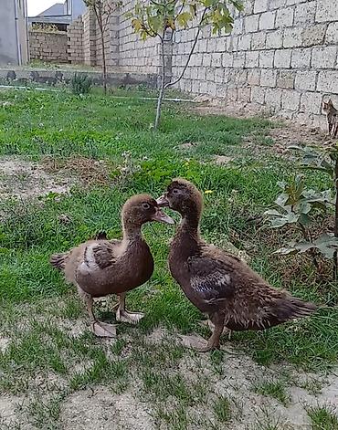bildircin eti satisi: Salam qirmizi ökuzlər satilir unvan yeni suraxani — 1