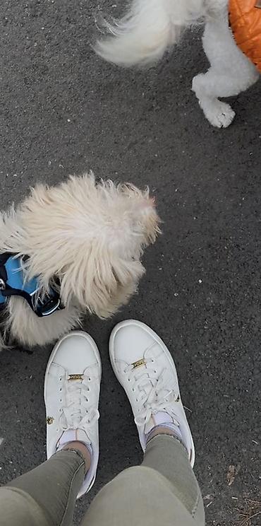 İtlər: Pudel, 4 ay, Erkek — 8