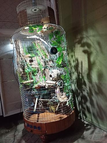 Животные: Unikal şaquli terrarium/volyer – dekorativ ağac gövdəsi və təbii — 2