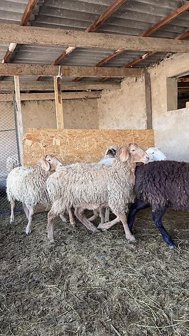 Баран, овца: Продаю | Овца (самка) | Для разведения | Матка — 8