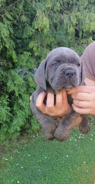 Psi: Ako tražite vernog člana porodice, obratite se nama i postanite — 23