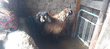 Баран, овца: Продаю | Овца (самка) | Для разведения — 3