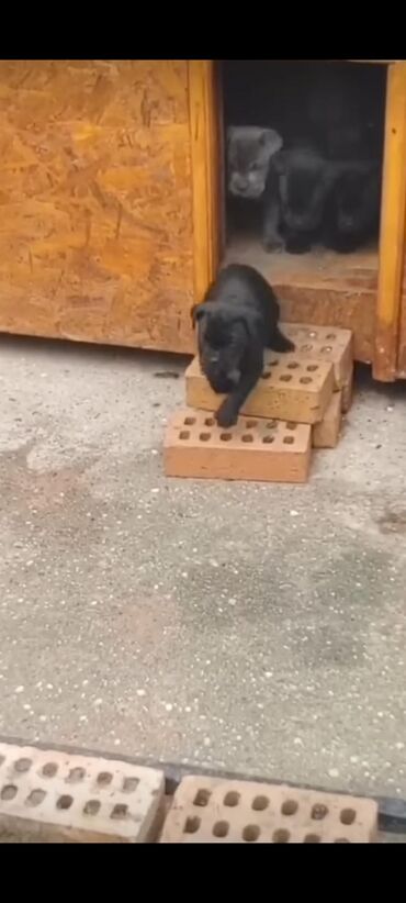 İtlər: Kane-Korso, 1 ay, Sənədli, Rayonlara çatdırılma, Ünvandan götürmə, Pulsuz çatdırılma — 5