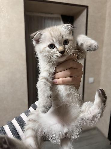 Продажа кошек: Сиамская, 2 месяца, Девочка, Приучена к лотку — 2