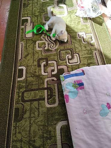 мини кошка: Белый котёнок. Маленький пушистый котёнок белого окраса с мягкой — 1