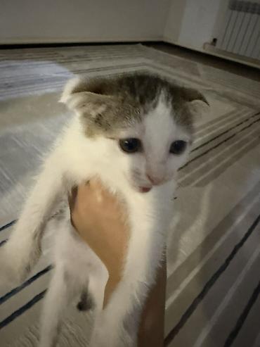 Продажа кошек: Скотиш Фолд (Шотландская вислоухая), 2 месяца, Девочка, Биколор, Приучена к лотку — 4