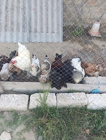 mayalı yumurta satışı: Brahmalar Ağ xoruz 100 manat Light xoruz 50 man Fərələr 40 man hamısı — 8
