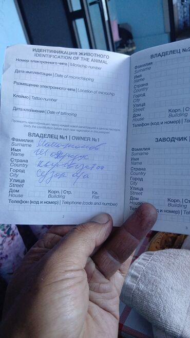продажа щенков немецкой овчарки в бишкеке с документами: Ит бекер берилет: Овчарка, 3 айлык, Эркек, Эмделген