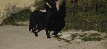 İtlər: Alman çoban iti — 4