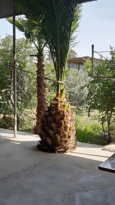 Букетные цветы: Bu palma ağacı tropik bir görünüşə malik olub, bağçanıza, həyətinizə