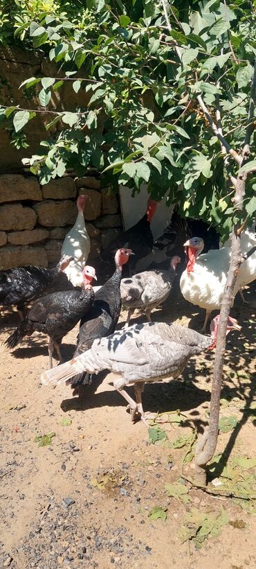 Digər quşlar: Allah herkesin xeyrini versin. Gördüyünüz oz qapinin hinduwkalarindan — 8