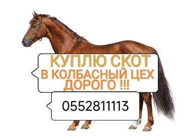 кой обмен: В Колбасный цех Коровы быков телок и лошадей А также вынужденный забой