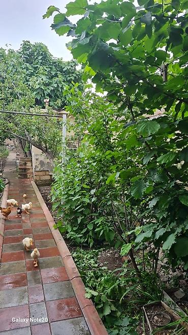 Darvazalar və aksesuarlar: İşlənmiş Dəmir Həyət darvazası, Yana açılan, Mexaniki, Qapı ilə, Kredit yoxdur — 8