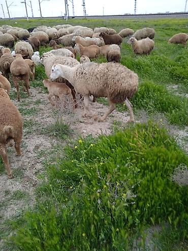 Qoyunlar, qoçlar: Dişi, il: 1, Damazlıq, Ünvandan götürmə — 21