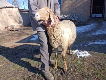 Бараны, овцы: Продаю | Овца (самка) | Арашан — 7