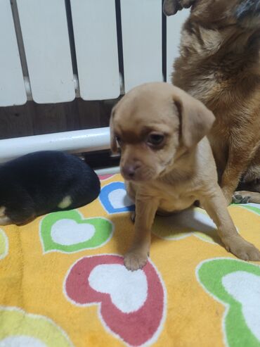 цены чихуахуа: Щенки миниатюрного формата Описание:продаю !щенков породы чихуахуа. -