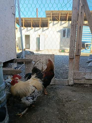 Куры, петухи: Продаю | Петух, Цыплята, Куры | Полубрама, Бройлерная, Суссекс | На забой, Для разведения, Несушки — 8