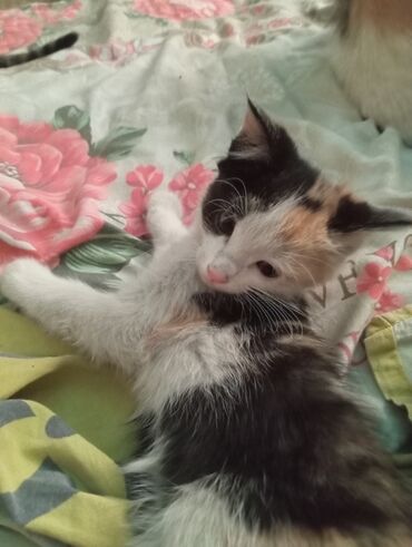 шотландская мраморная кошка: Кошка даром: Беспородная, 2 месяца, Девочка