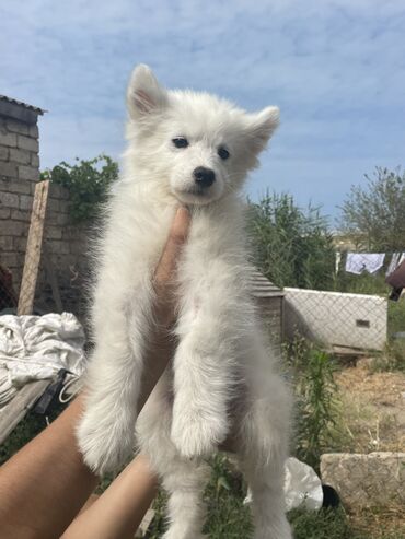 pulsuz it verilir: Samoyed, 3 ay, Dişi, Peyvəndli, Ünvandan götürmə, Ödənişli çatdırılma