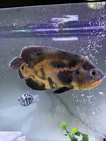 Рыбы: Срочно продам или меняю на другие рыбки большого Астронотус тигровый — 10
