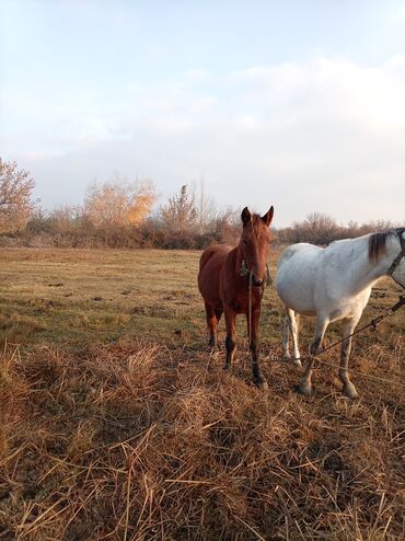 Atlar: Erkək, il: 2, Ünvandan götürmə — 13