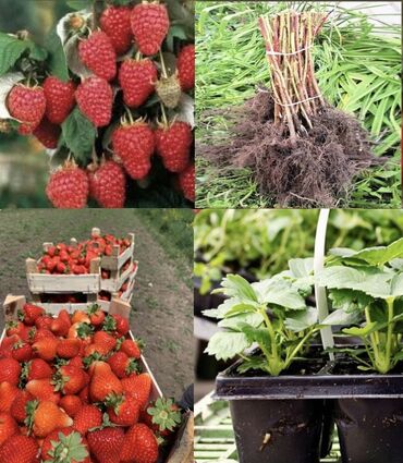 куплю саженцы ягод в карабалта: Семена и саженцы Бесплатная доставка
