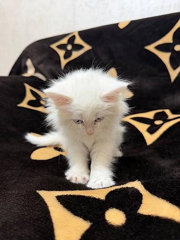 персидская кошка: Персидская, 2 месяца, Девочка, Белый, Приучена к лотку — 3